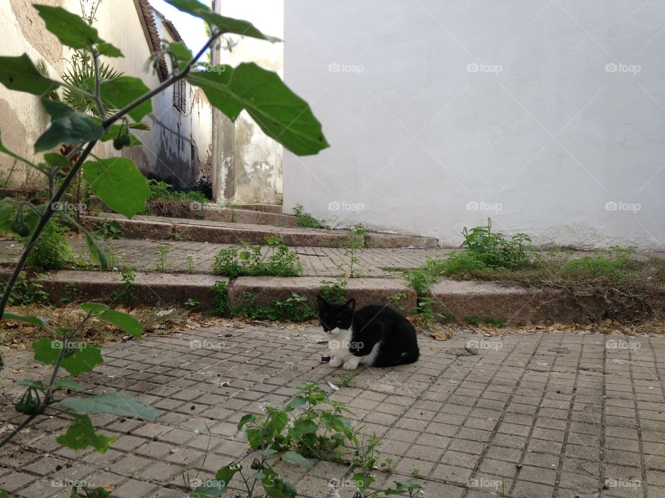 kitten at Santorini island