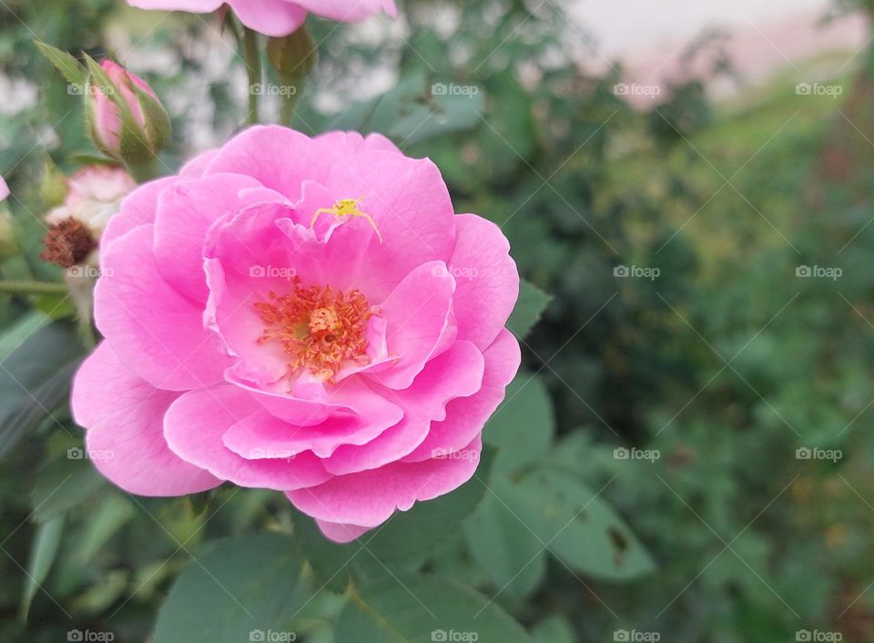 single rose flower blooming