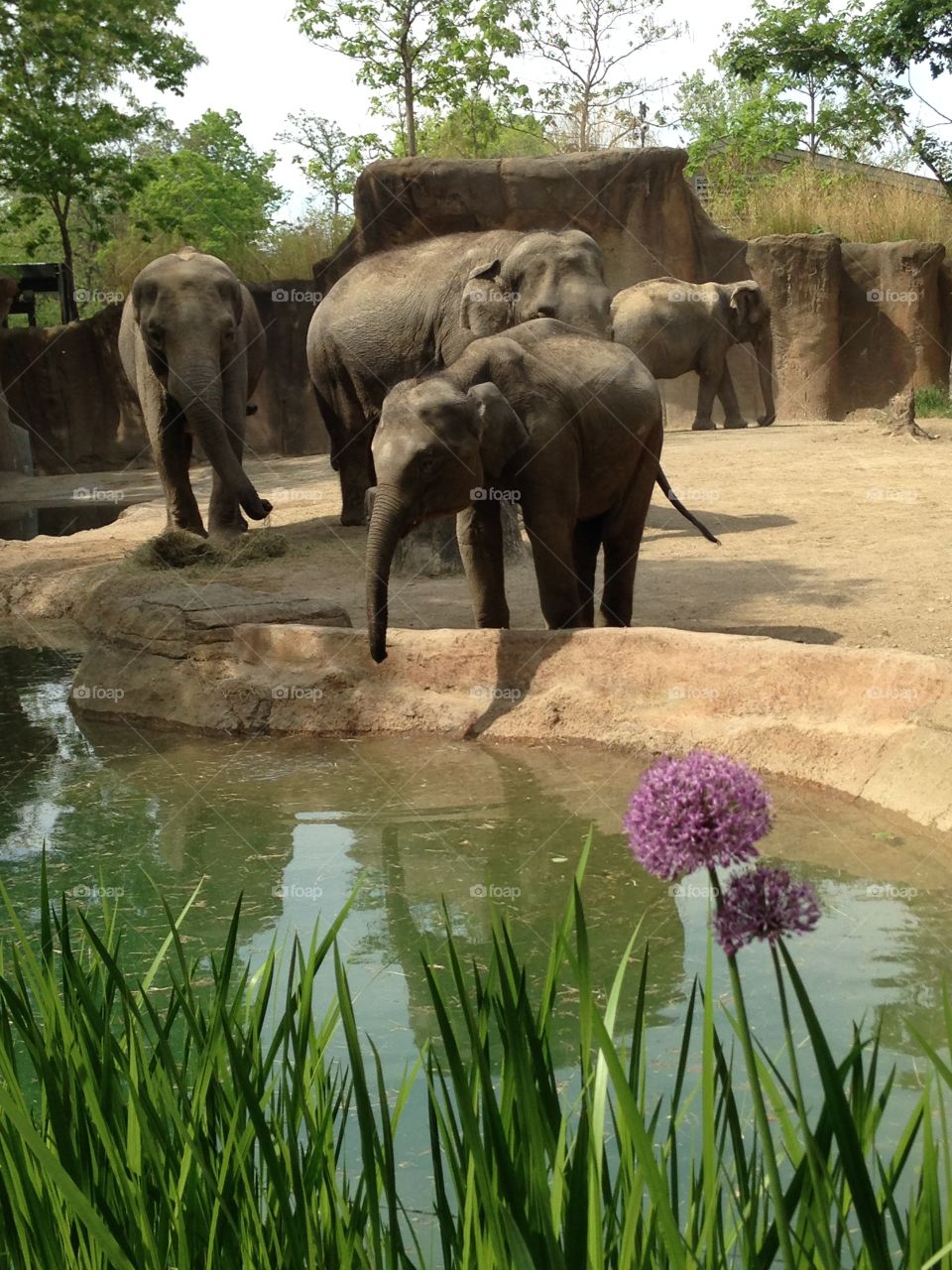 Elephants . Elephants at the zoo