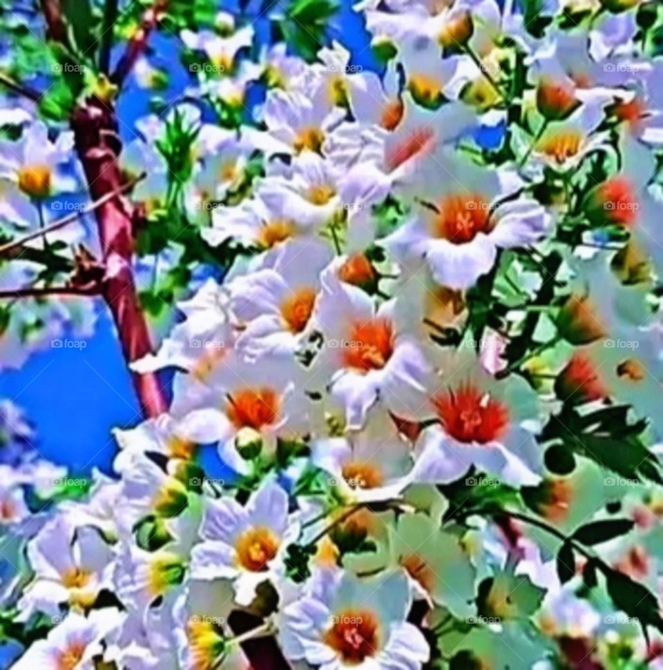 most beautiful and attractive flowers in the garden.