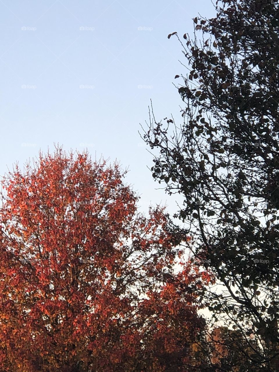 Fall in the Neighborhood 