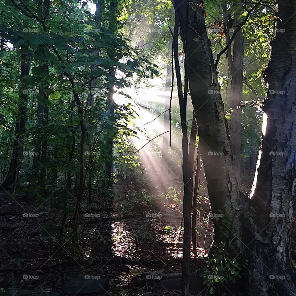 Back into the woods for an early morning run. 