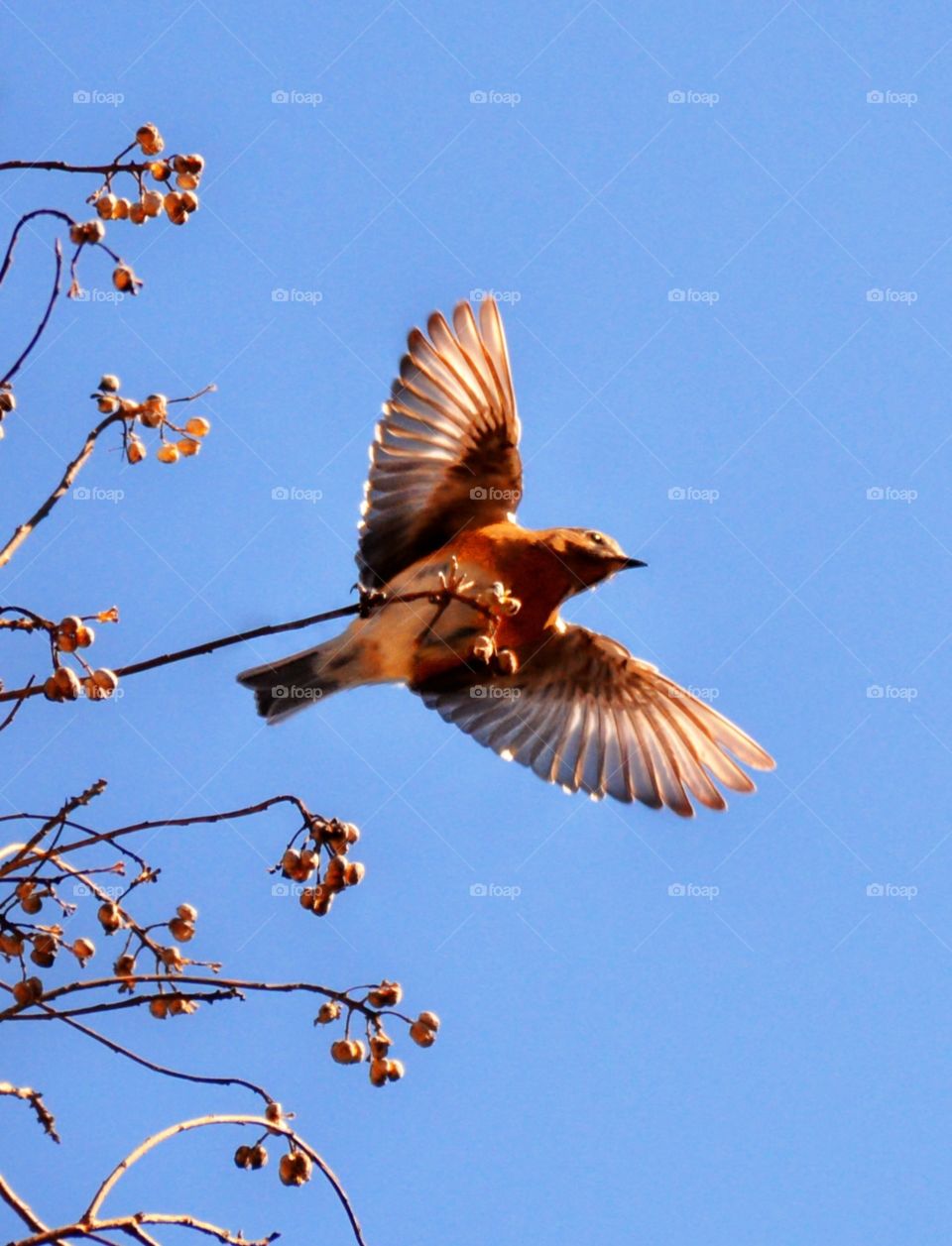 Fly high. You never know what you're going to see when you look up!