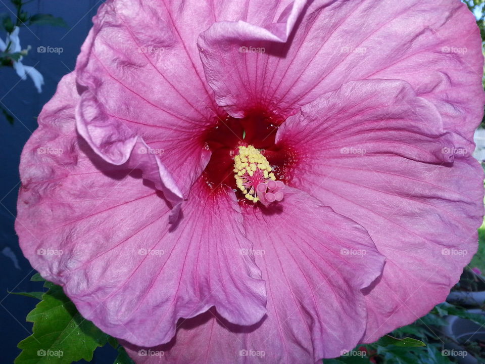 beautiful big pink hibiscus flower