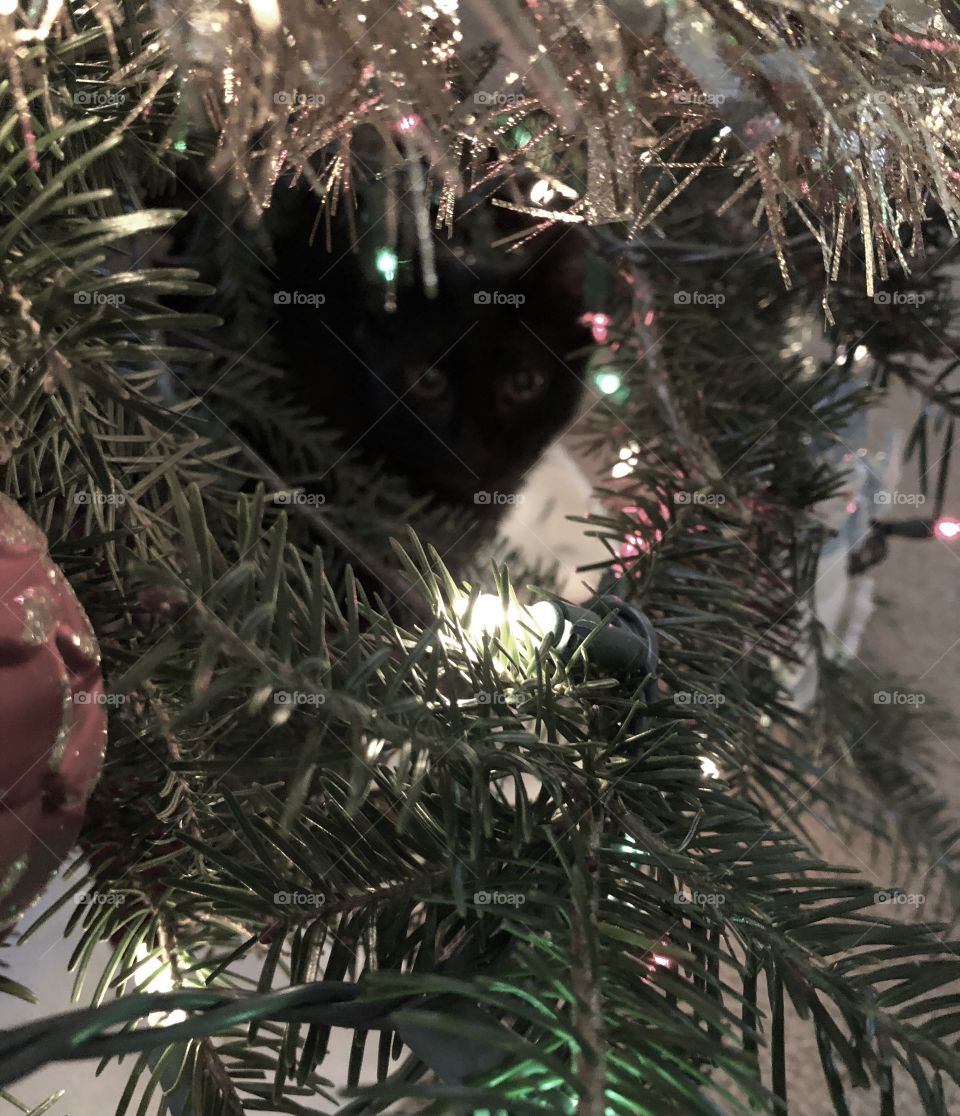 Kitty’s first Christmas