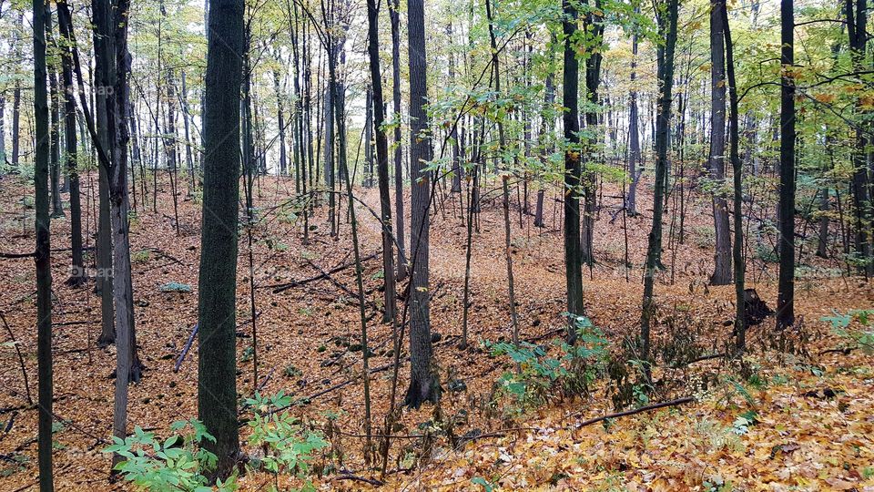 Wood, Tree, Landscape, Nature, Leaf
