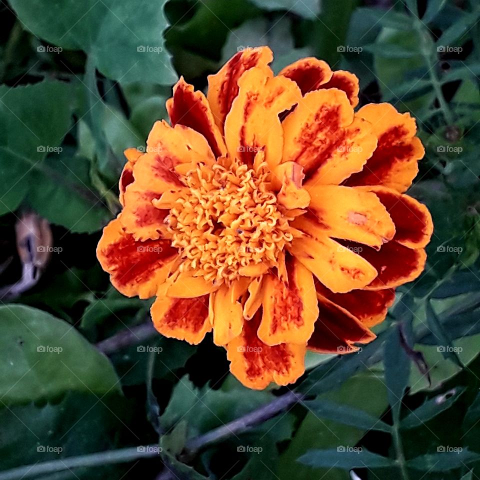 close-up of marigold flower  on autumn garden