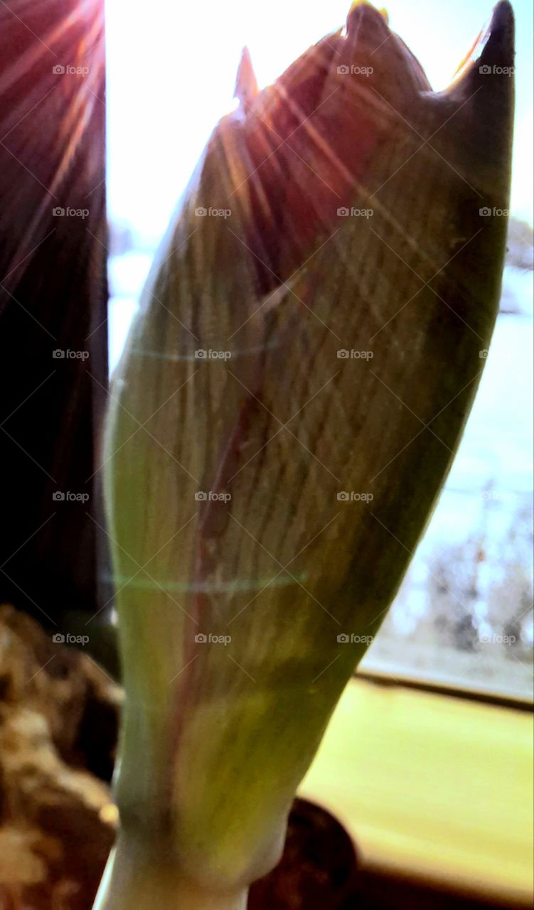 close-up  of an amaryllis  bud illuminated by sunshine