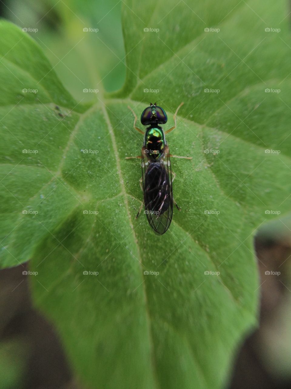 beautiful small fly