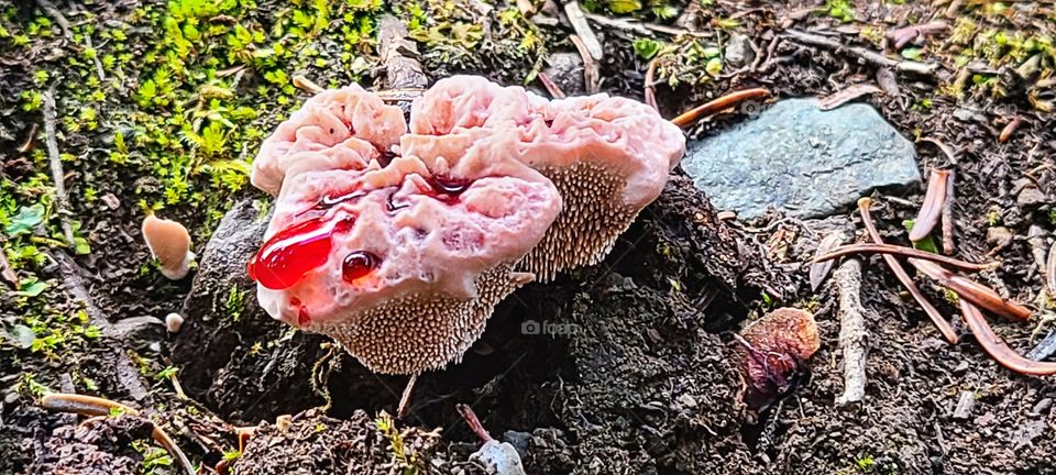 Incredible unique forest mushrooms oozing bright red goo