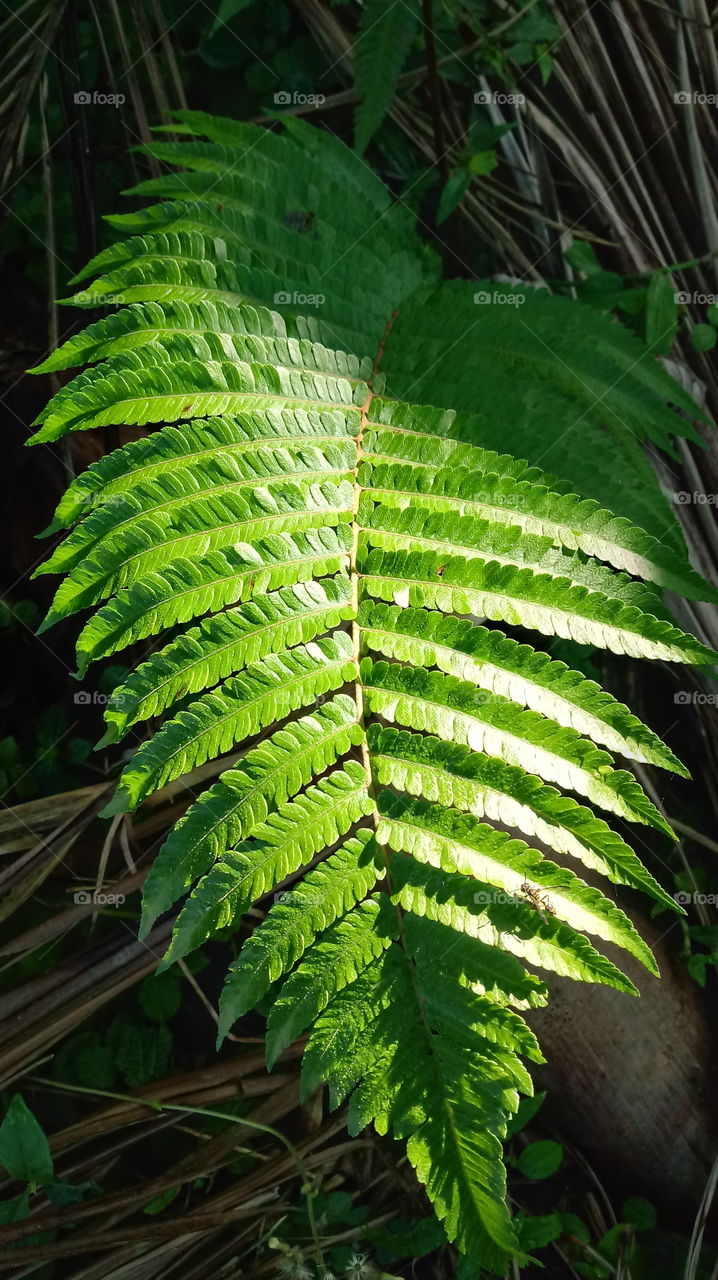 This is a wild fern.
