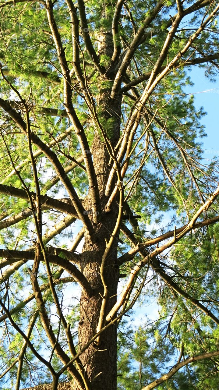 Simple Complexity of a tree at sunset