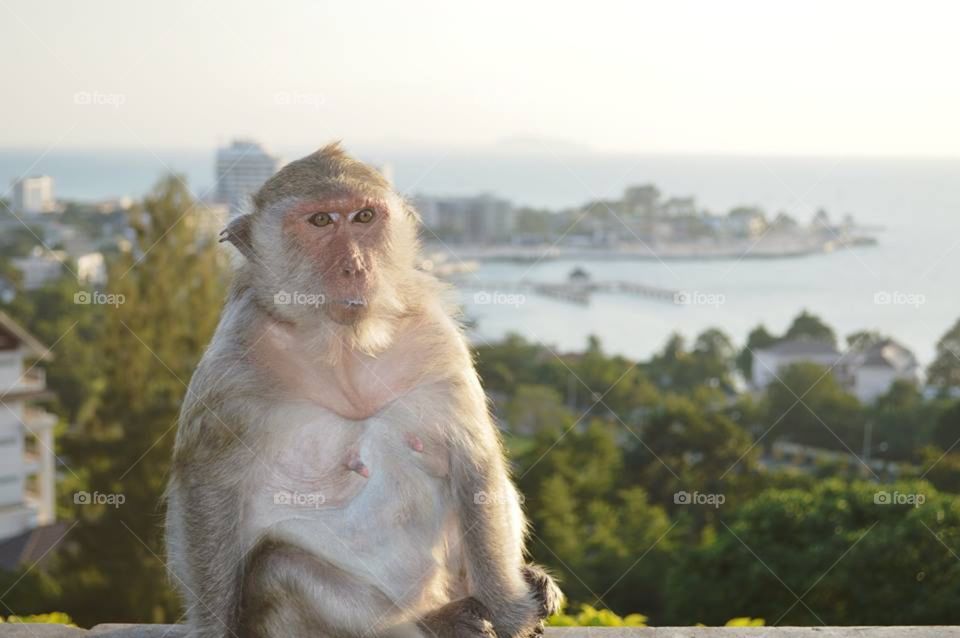 Monkey at Chonburi, Thailand.