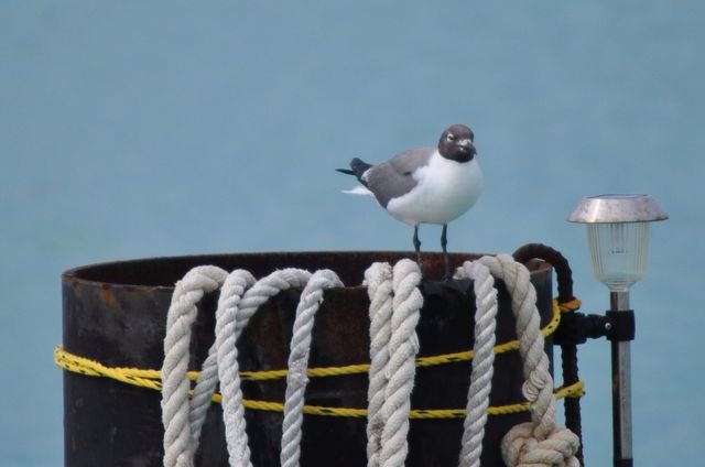 Bird