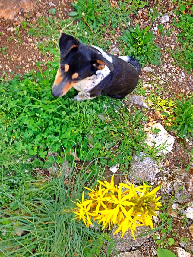 Dog above 