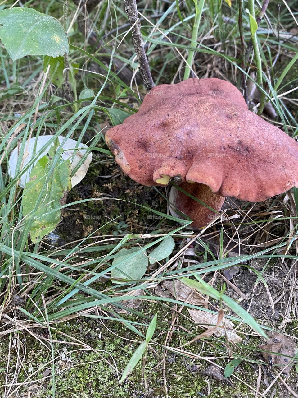 Papa smurf wasn’t home today 