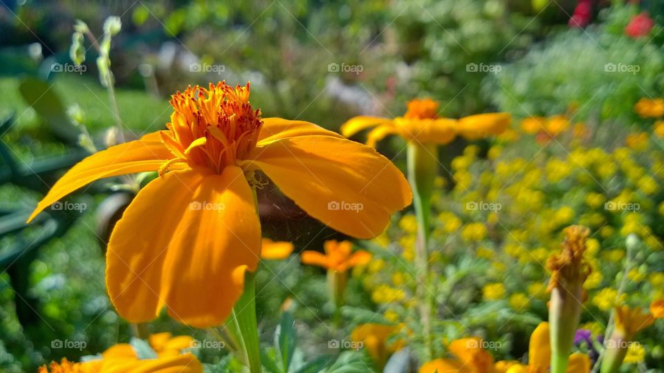 Yellow Flower
