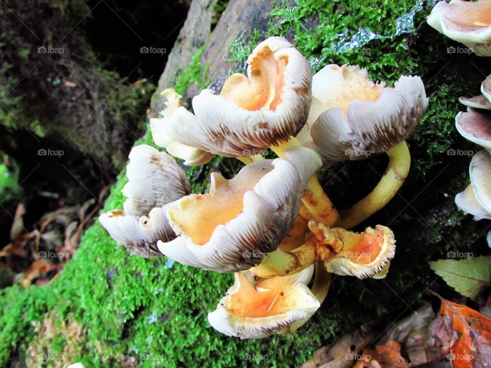 Close-up of mushroom