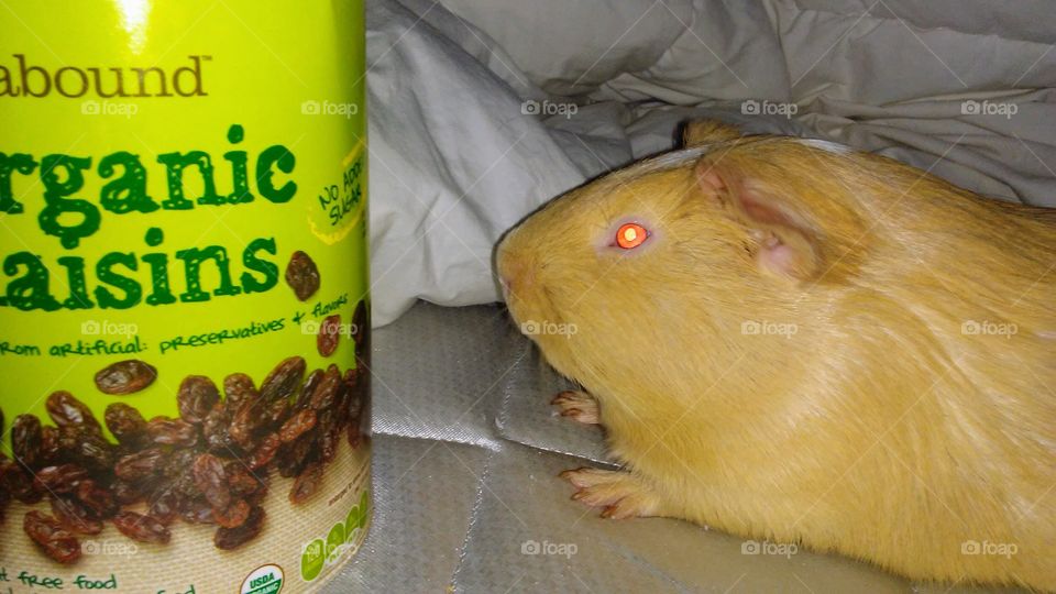 Fat Stuart waiting for treat