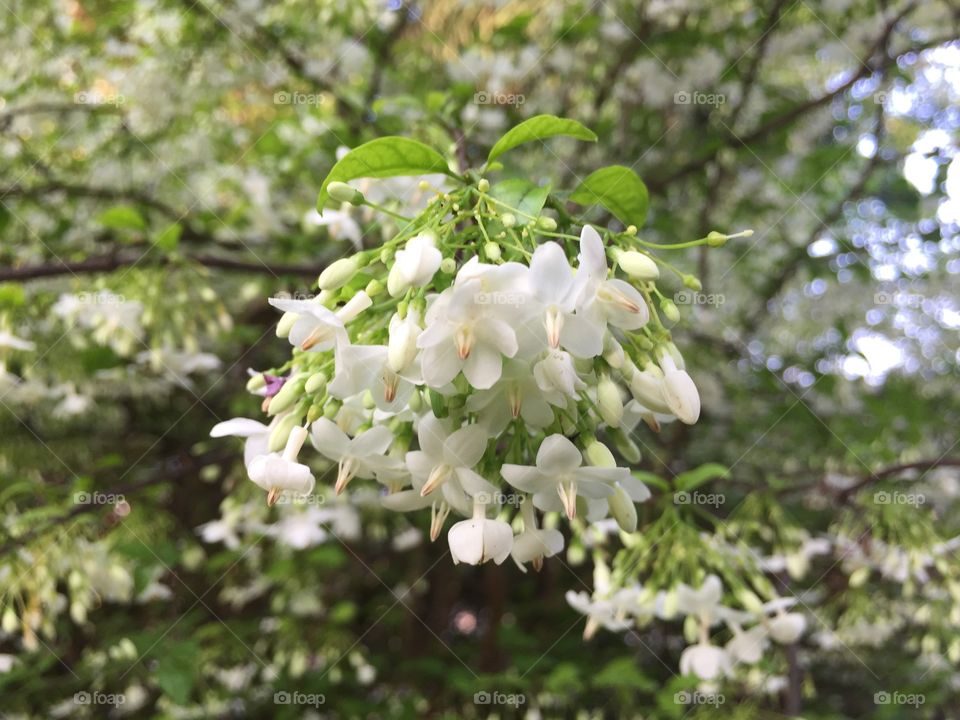 Nature, Leaf, No Person, Outdoors, Flora