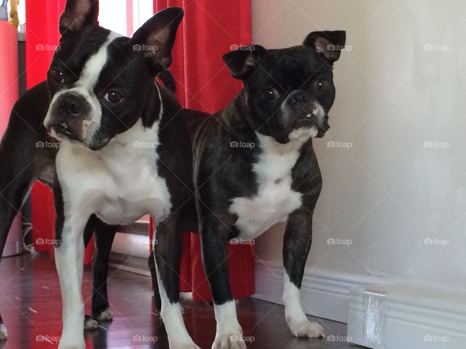Boston Terrier and Pug! brotherhood 🐶🐶
