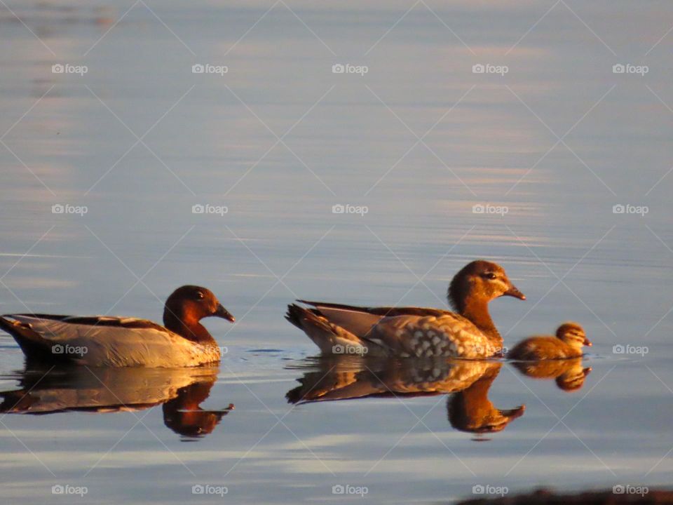 Ducks and duckling reflecting on a lake