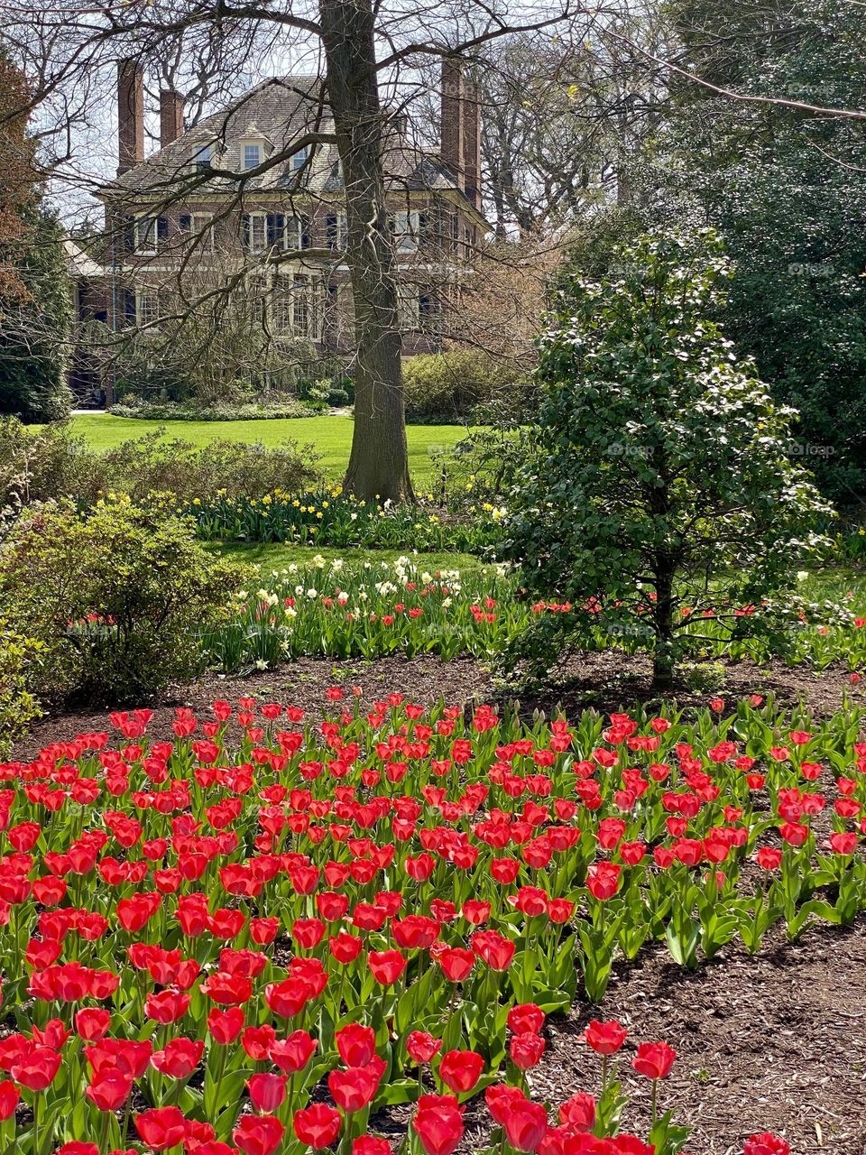 A garden full of bright red tulips