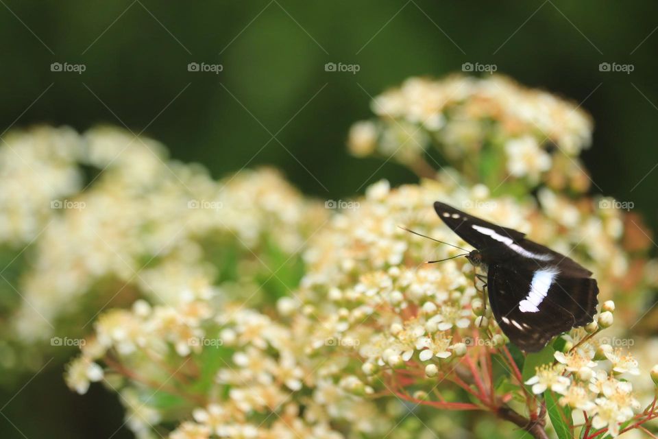 Beautiful and cute butterfly