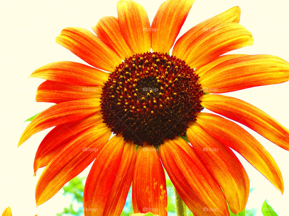 spring garden plants nature by rubeebee