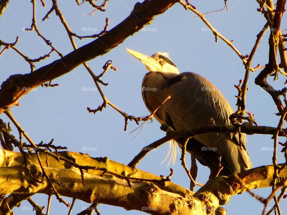 perched heron