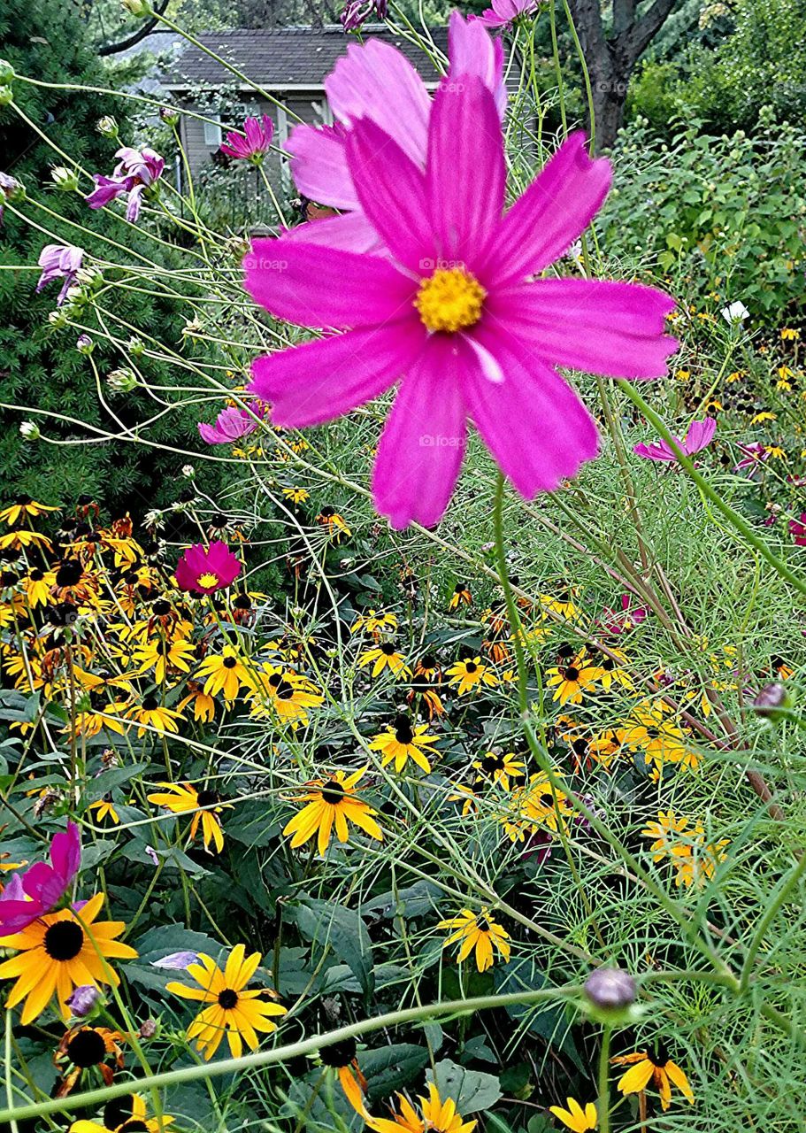 Vivid Colors combined in Flowers