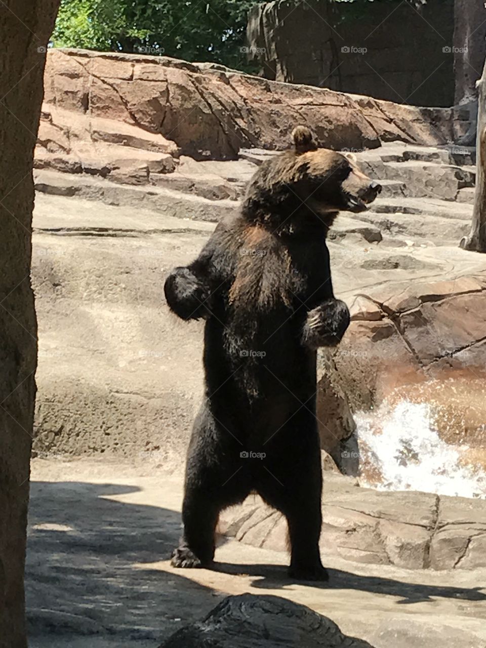 Bear