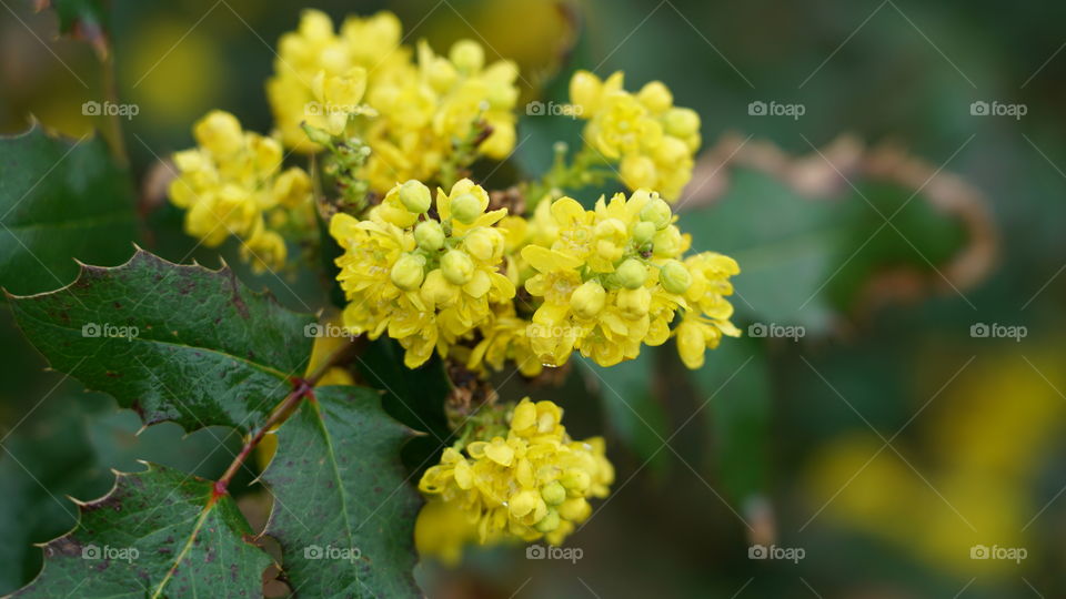 Yellow flower in springtime.