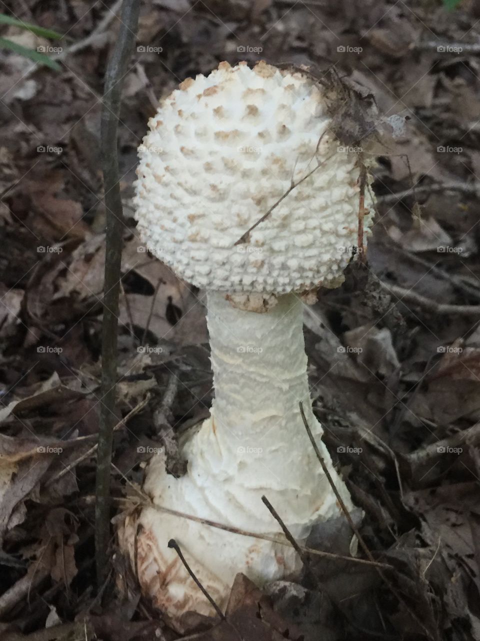 Large wild mushroom 