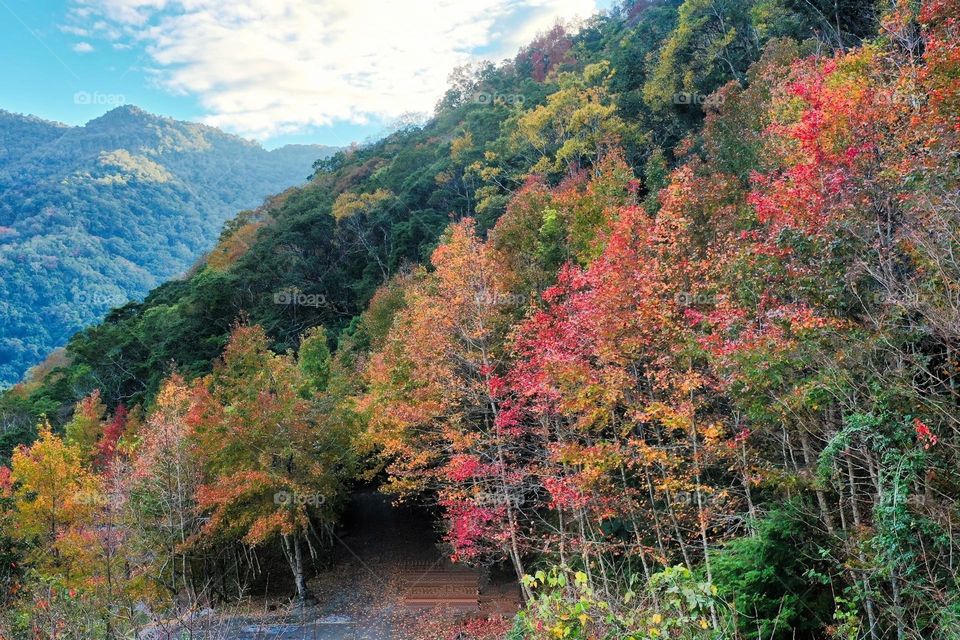 Beautiful mountain and forest scenery