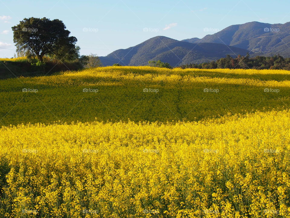 View of rapeseed field