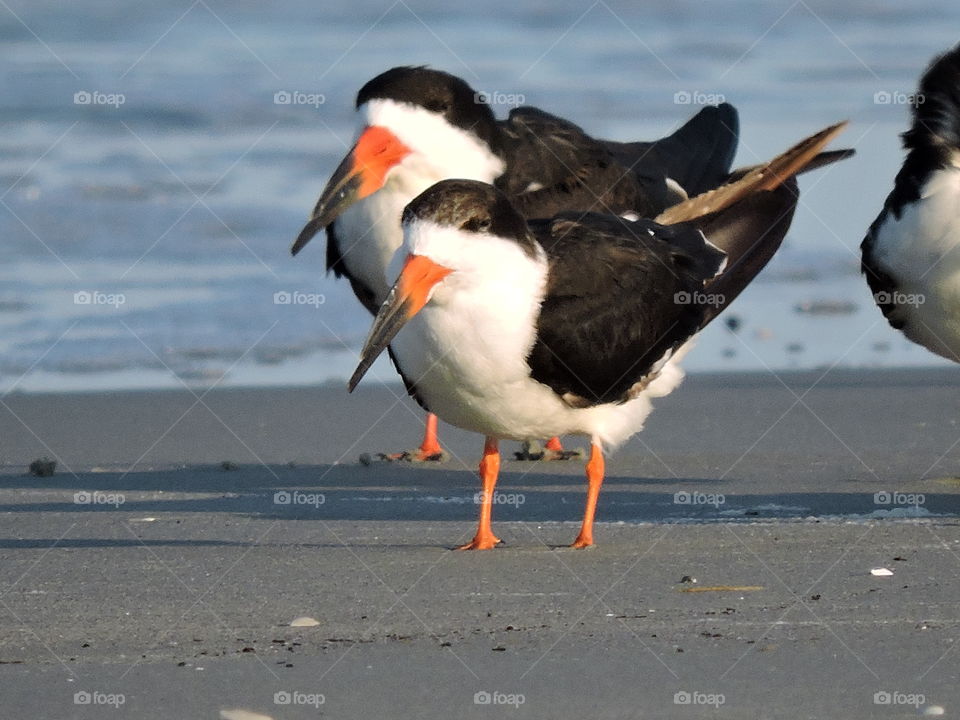 Black skimmers on beach