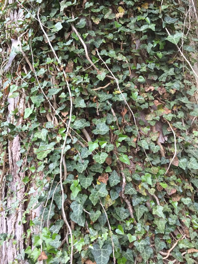 Ivy entwined on tree trunk