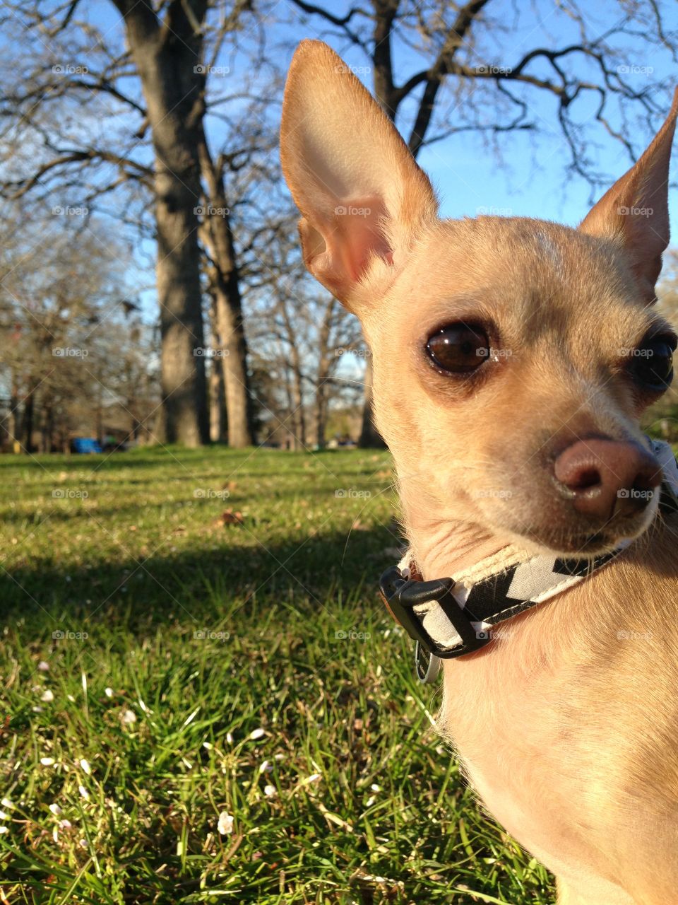 Chihuahua at the park