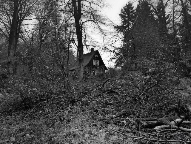 Tree, No Person, Wood, Landscape, Winter