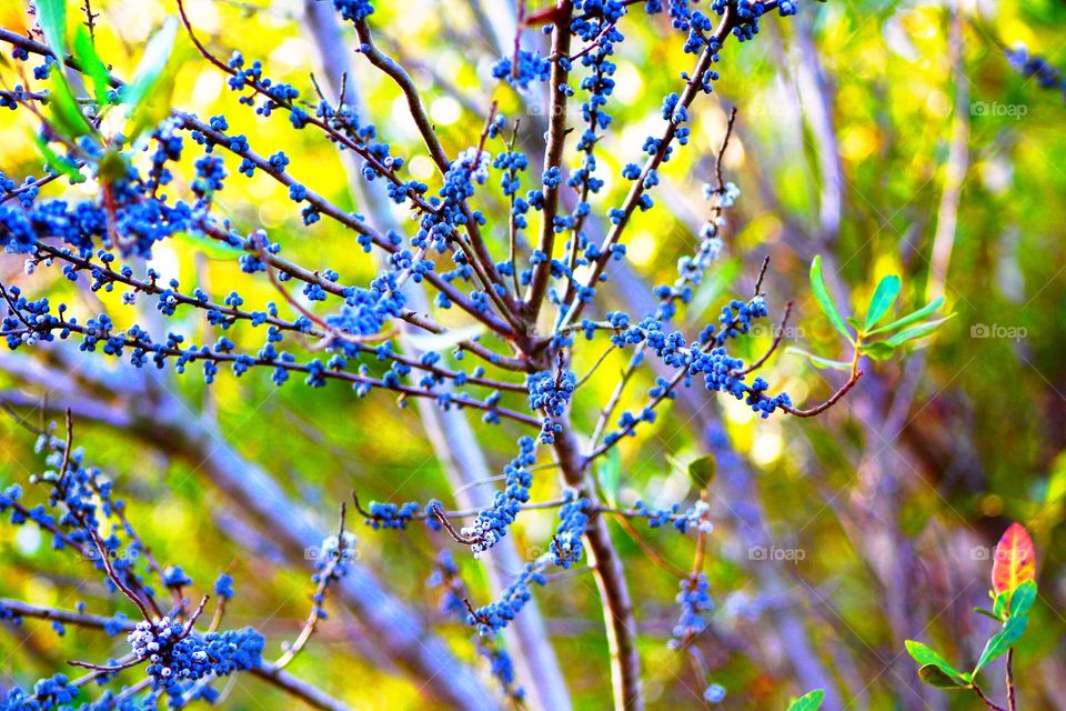 Berries and branches