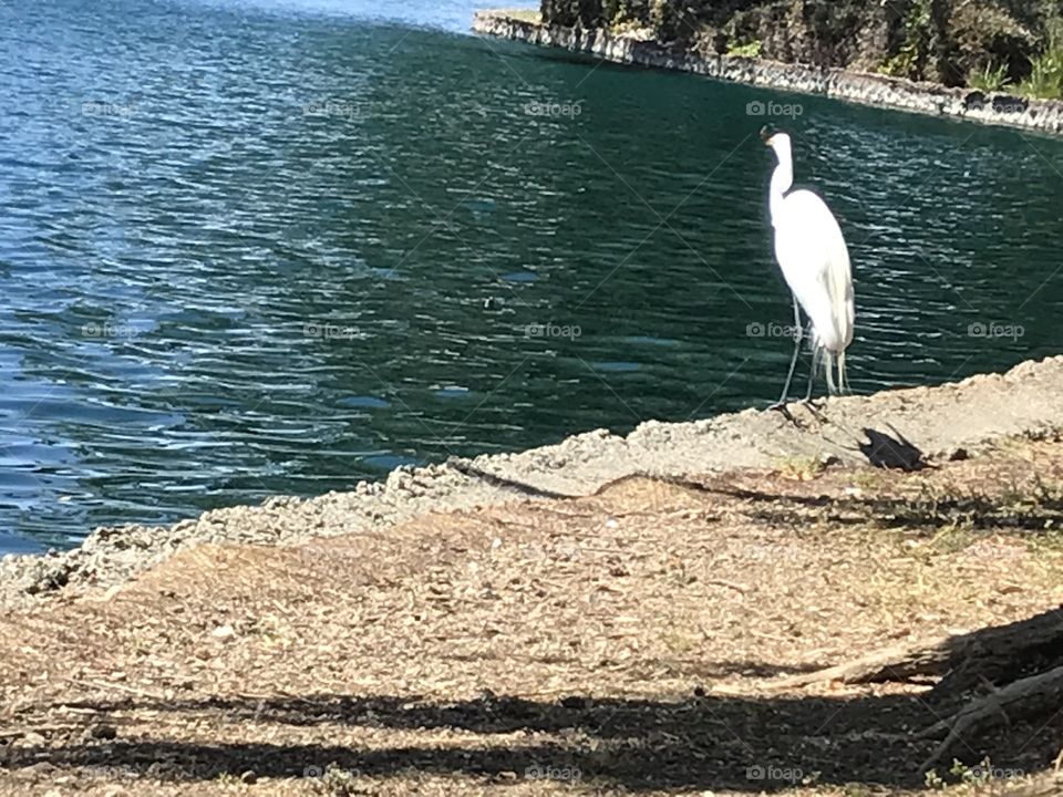 Egret at pond 