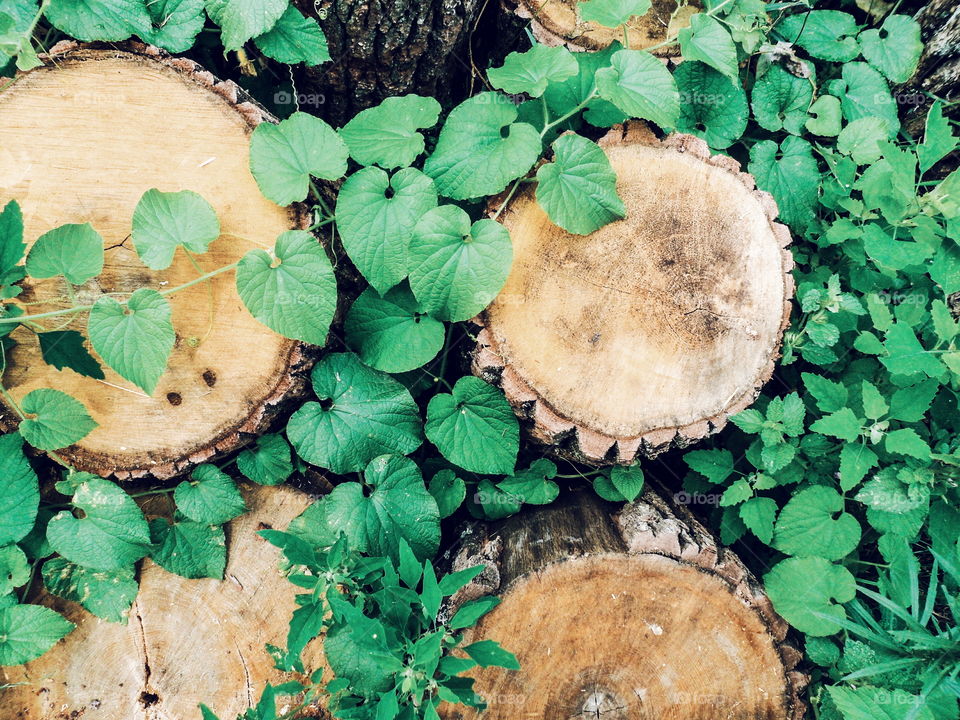 chopped logs and green grass