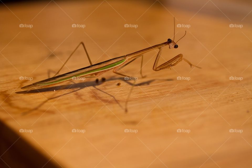 Praying Mantis