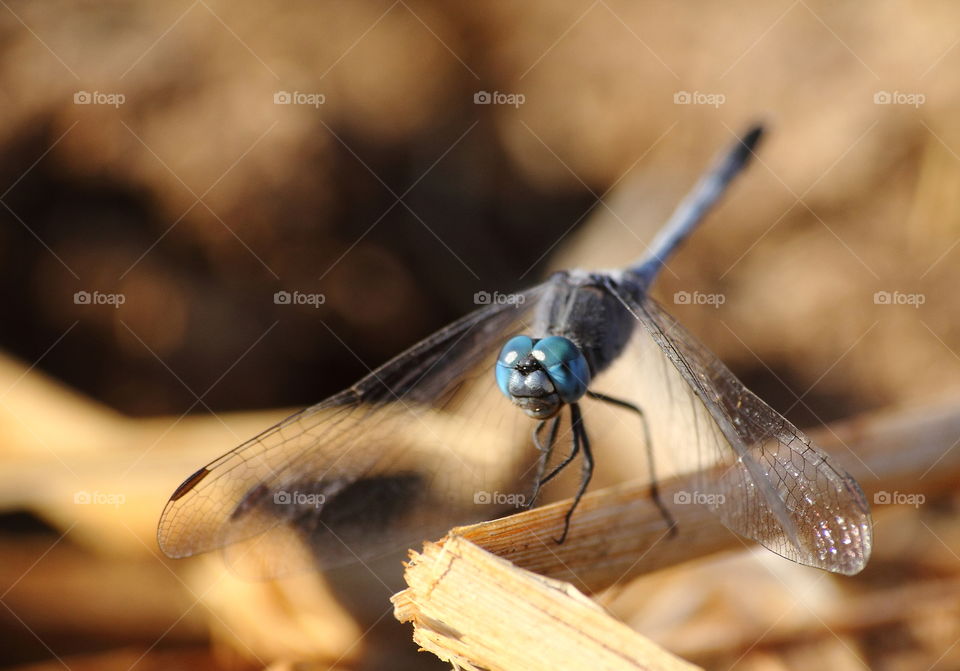 Chalky percher. Blue eyes compound of large to the fronthead. Dusky blue azzurea of its bidy thorax until the tailed of abdomen. Dark site to the top tail of appendage. As well soon as capture at the lowland metres from the sea.