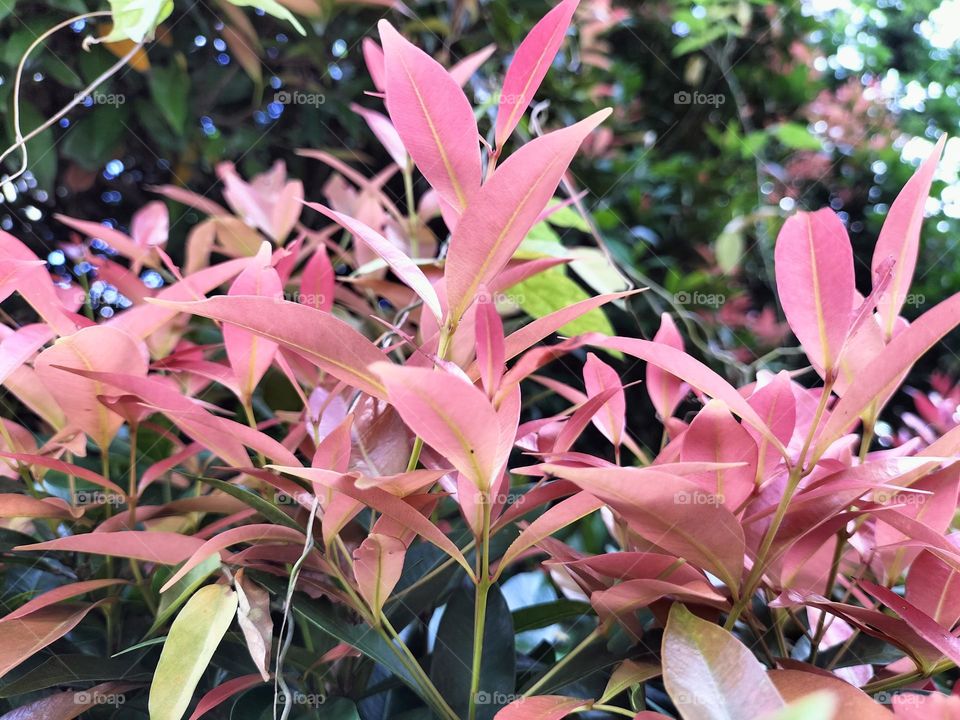 red shoots in the yard