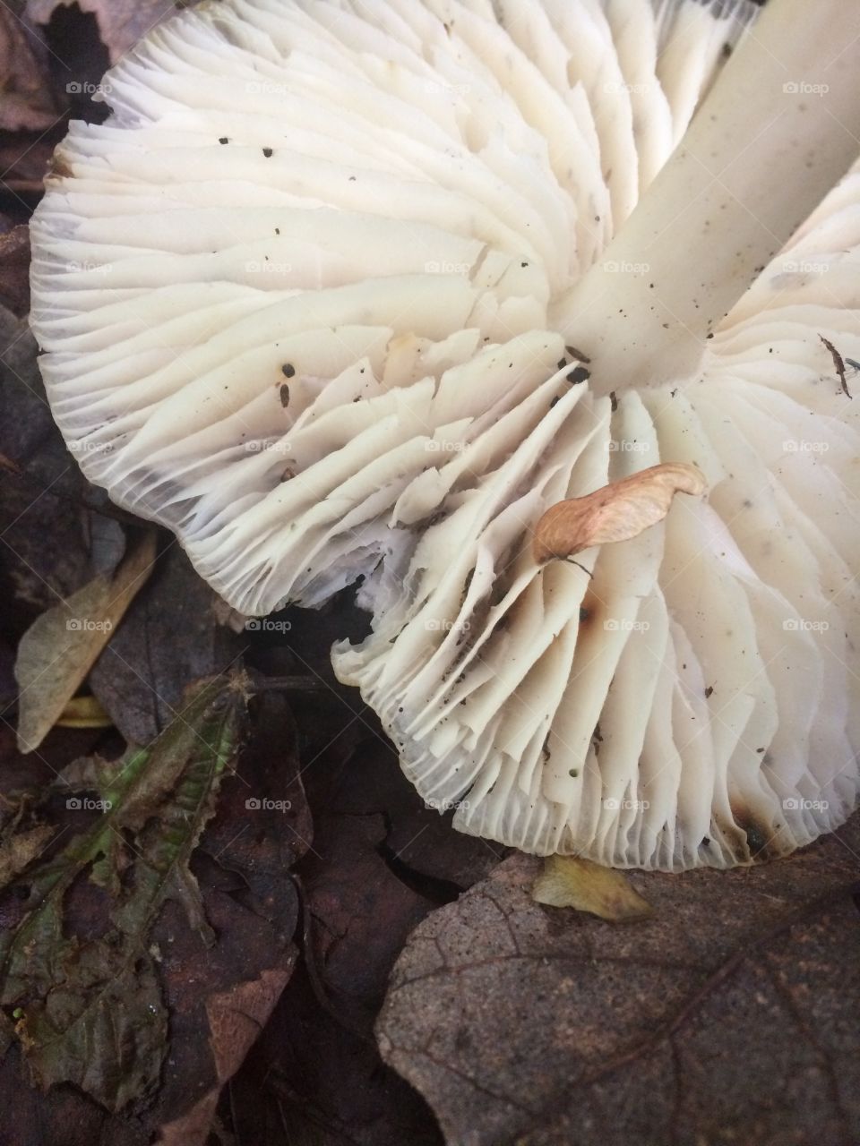 Broken mushroom 