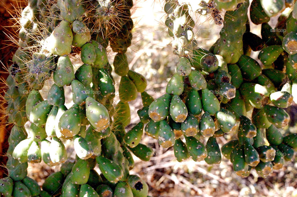 arizona cactus cacti by refocusphoto