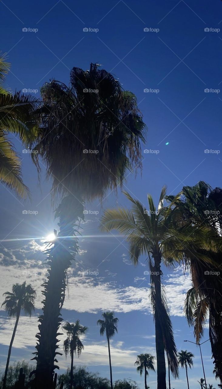 San José del Cabo, México 🇲🇽