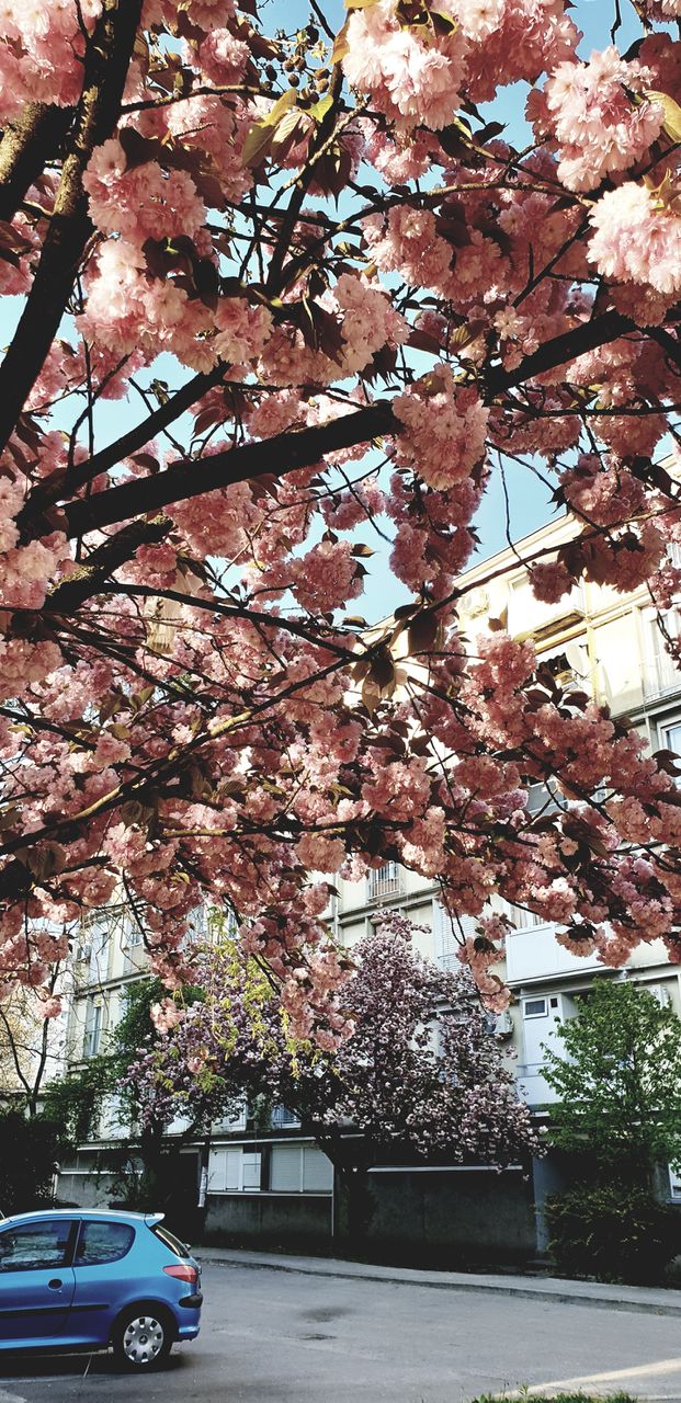 under sakura tree